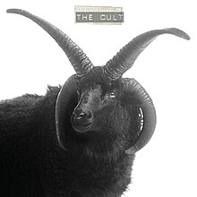 Il culto (pecora nera) cover.jpg