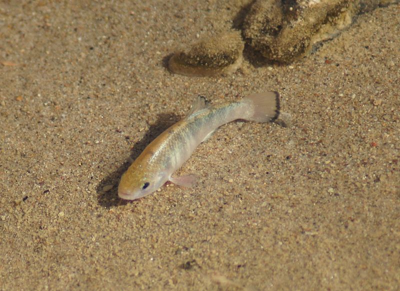 File:Death Valley Pupfish.jpg