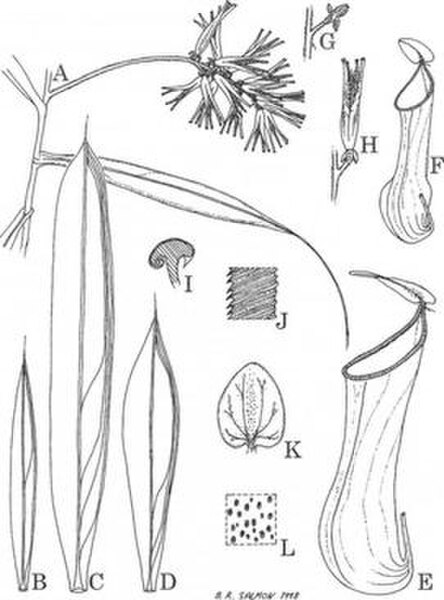 Nepenthes angasanensis