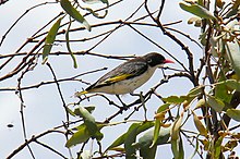 Grantiella picta (painted honeyeater)