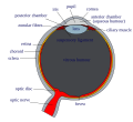 Thumbnail for Scleral reinforcement surgery