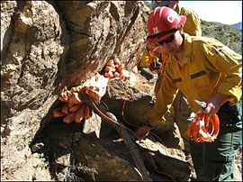Tovex Fire Break II applied by Bear Divide Hot Shots on Upper Bear Creek Trail to remove granite in the Angeles National Forest. TovexUpperBearCreek.jpg
