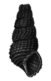 <i>Tylomelania abendanoni</i> Species of gastropod
