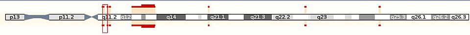 Schematic diagram of chromosome 15 in humans, showing the location of the POTEB gene (Red line). Location of POTEB.JPG