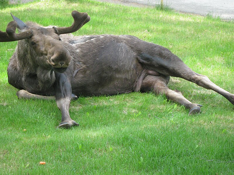 File:Moose waking and stretching out on a lawn.JPG