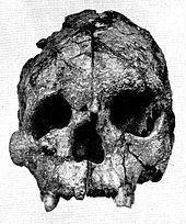 Talgai Skull front.jpg