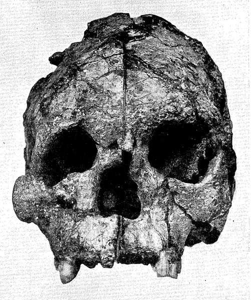 File:Talgai Skull front.jpg