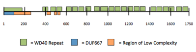 Protein WDR90 primary amino acid sequence and its internal features/structures. Human WDR90 protein domains.png