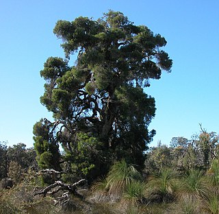 <i>Melaleuca preissiana</i> species of plant