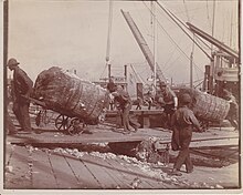 Roustabouts unloading cotton from steamboat ca. 1900. Unloading cotton from steamboat 001.jpg