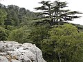 Lebanon cedar (Cedrus libani var. libanii)