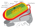 Thumbnail for File:Prokaryote cell diagram-orig.svg