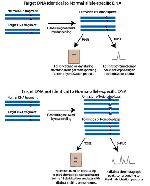 File:SNP-DHPLC-TGGE-1updated.jpg