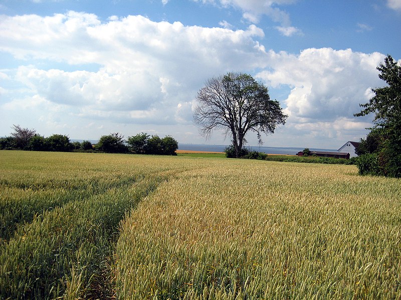 File:Ven Field.jpg