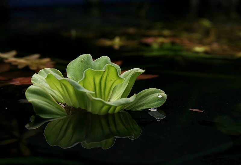 File:Waterlettuce.jpg