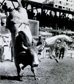 V-61 American bucking bull