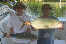 A pair of yellow jack caught by recreational fishermen