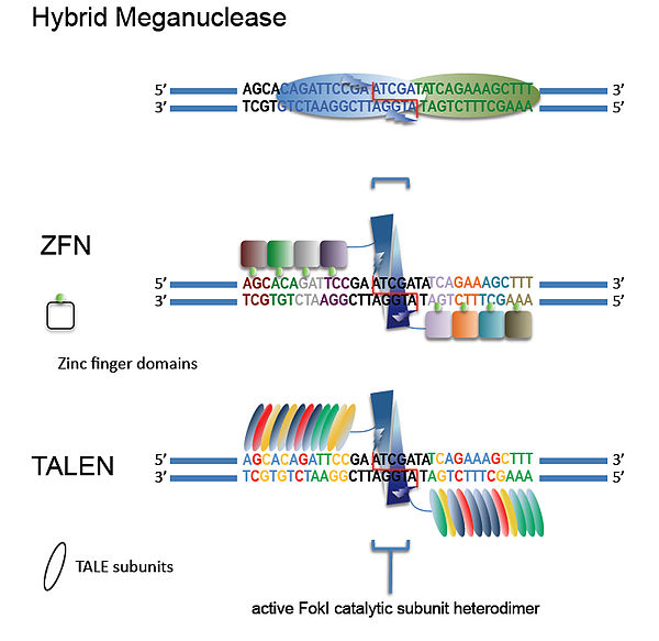 Groups of engineered nucleases. Matching colors signify DNA recognition patterns