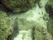 The Gulf torpedo spends the day buried in sand. Marbled Torpedo Ray.JPG