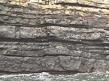 Turbidite sequence. Carboniferous Ross Sandstone Formation (Namurian), County Clare, Western Ireland (USGS image) Turbidites.jpg