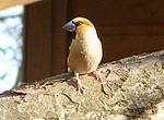 Hawfinch