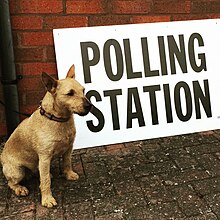 Pip at a polling station for the EU referendum in 2016 Pip the dog at a polling station.jpg