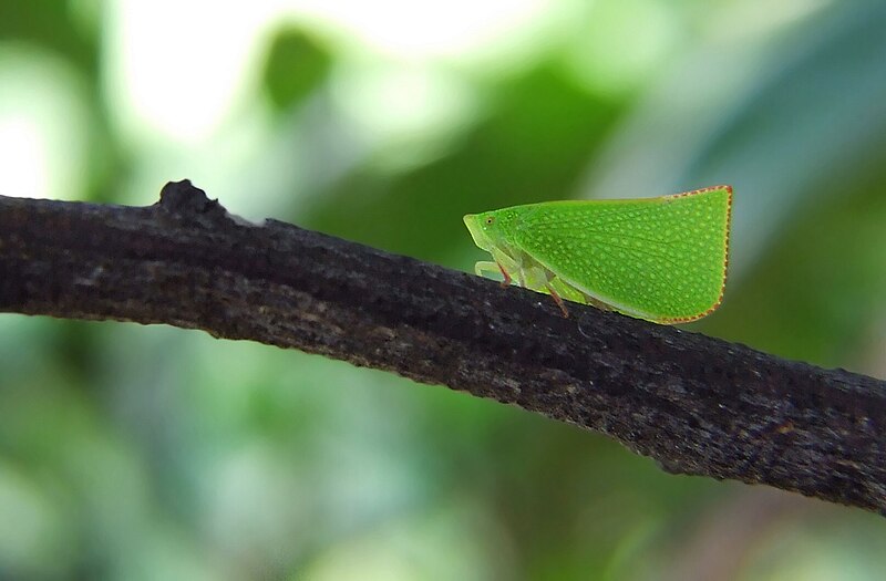 File:Planthopper002.jpg