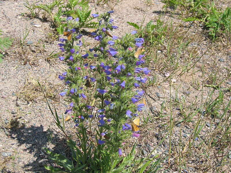 File:Echium vulgare.JPG