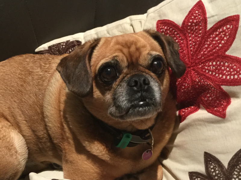 File:Female Adult Brown Pugalier.png