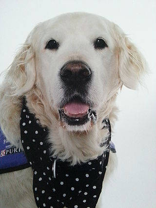 <span class="mw-page-title-main">Orca (dog)</span> Golden retriever assistance dog