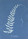 Anna Atkins. Asplenium radicans (Jamaica), ca. 1850