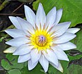 Water lily at Hodges Gardens, Park and Wilderness Area, Louisiana, United States.