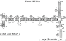 Secondary structure of the human SRP RNA. Helices are numbered from 2 to 8. Helical sections in gray are named with lower case letters. Residues are numbered in increments of ten. The 5'- and 3'-ends are indicated. Highlighted are the two hinges and the small (Alu) and large (S, "specific") domain of the SRP RNA. HomosapiSRPRNA-2d.png