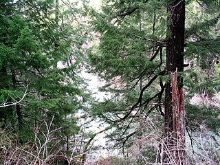 <span class="mw-page-title-main">Grizzly Creek Redwoods State Park</span> State park of California, United States