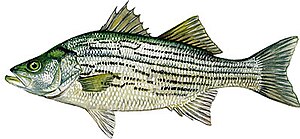 Hybrid Striped Bass.jpg