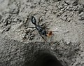 A matabele ant (Dorylus) with a captured worker termite (Macrotermitinae) in the Okavango Delta, Botswana.