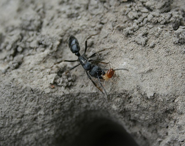 An ant of the genus Megaponera with a captured worker termite (Macrotermitinae) in the Okavango Delta, Botswana