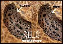 Open and closed pneumostome Slug pneumostome flipped.jpg
