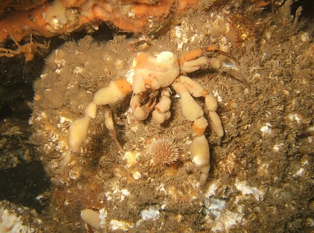 A crab wearing a sponge suit seen underwater below the Menai Suspension Bridge