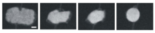 Figure 2.4: SEM images show the transformation of gold plate (left) into a ball (right) due to very high temperatures Thermal nanomotor melting gold.png