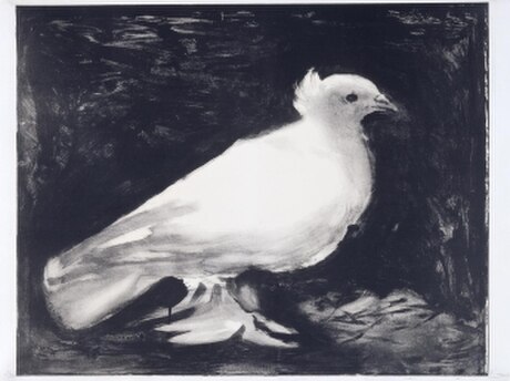 Dove (Picasso)