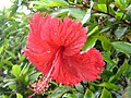 Hibiscus in Okinawa