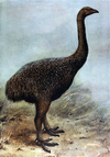 Upland moa