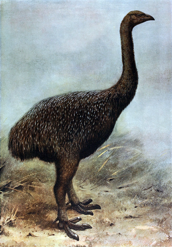 Все вымершие живут. Эпиорнис мадагаскарский. Dinornis robustus. МОА вымершая птица. Птица МОА новая Зеландия.