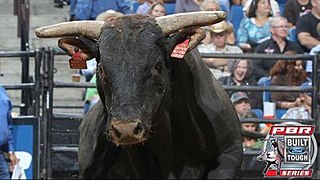 Shepherd Hills Tested American bucking bull