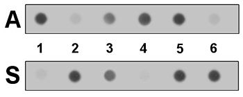 Schematic of dot-blots using the "A" or "S" ASO probes. DotBlotDemo.jpg