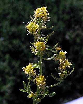 <i>Rorippa curvisiliqua</i> Species of flowering plant