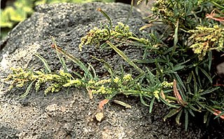 <i>Amaranthus brownii</i> species of plant