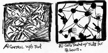 Figure 3: Toxin B changes the dynamic of cell structure. Images of SEM: a) control cells and b) cells treated with TcdB for 18 hours. Black arrow indicates the location of cell surface blebbing. Membrane blebbing and cell surface disturbance1.png