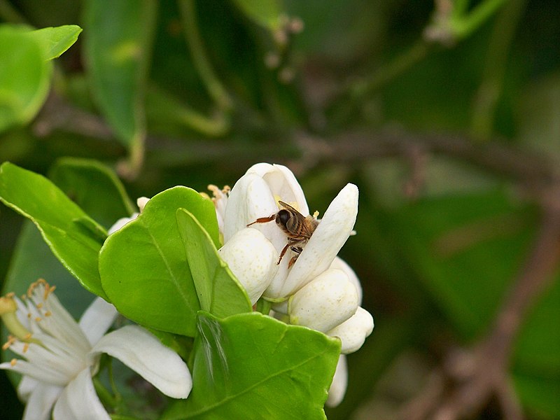 File:Pollination orange.jpg